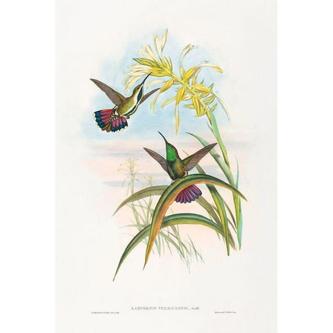 Lampornis veraguensis-Veraguan Mango White Modern Wood Framed Art Print by Gould, John