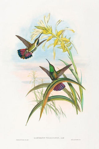 Lampornis veraguensis-Veraguan Mango Black Ornate Wood Framed Art Print with Double Matting by Gould, John