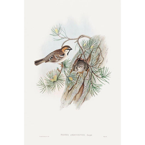 Passer Ammodendri-Severtzow-Turkestan Sparrow White Modern Wood Framed Art Print by Gould, John