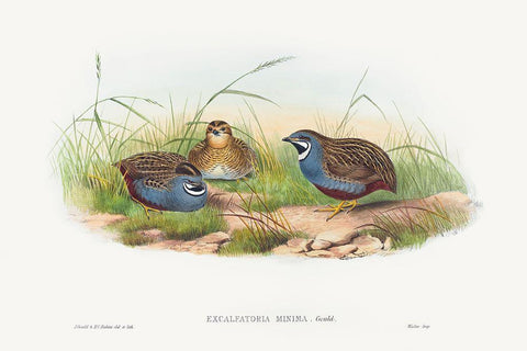 Excalftoria minima-Blue-breasted Quail Black Ornate Wood Framed Art Print with Double Matting by Gould, John