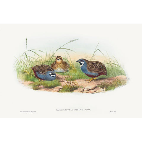 Excalftoria minima-Blue-breasted Quail White Modern Wood Framed Art Print by Gould, John