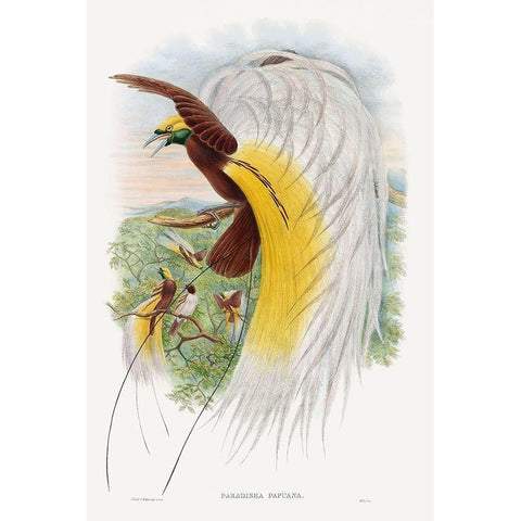 Paradisea Papuana-Papuana Bird of Paradise Black Modern Wood Framed Art Print with Double Matting by Gould, John