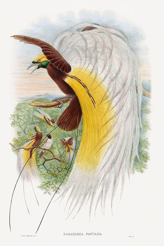 Paradisea Papuana-Papuana Bird of Paradise White Modern Wood Framed Art Print with Double Matting by Gould, John