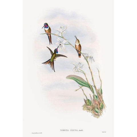 The family of hummingbirds Black Modern Wood Framed Art Print with Double Matting by Gould, John