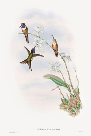 The family of hummingbirds White Modern Wood Framed Art Print with Double Matting by Gould, John