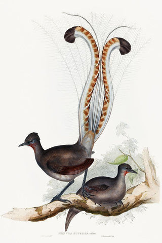 Shaw-Lyrebird White Modern Wood Framed Art Print with Double Matting by Gould, John