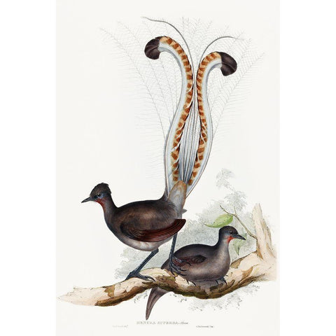 Shaw-Lyrebird Gold Ornate Wood Framed Art Print with Double Matting by Gould, John