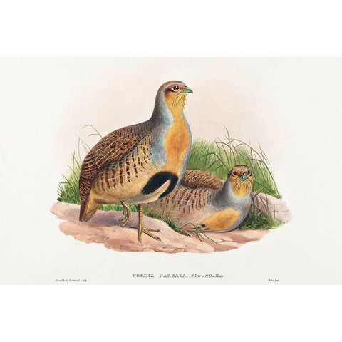 Perdix barbata-Daurian Partridge Gold Ornate Wood Framed Art Print with Double Matting by Gould, John