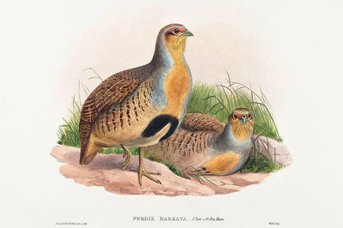 Perdix barbata-Daurian Partridge White Modern Wood Framed Art Print with Double Matting by Gould, John