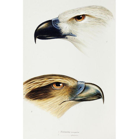 White-bellied sea eagle and Whistling kite White Modern Wood Framed Art Print by Gould, John