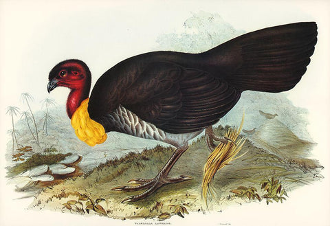 Brush turkey-Talegalla Lathamii White Modern Wood Framed Art Print with Double Matting by Gould, John