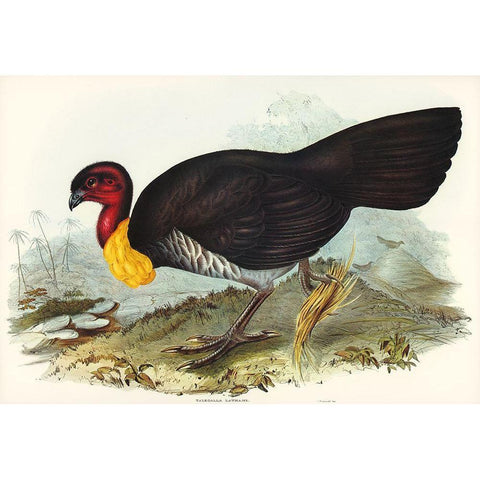 Brush turkey-Talegalla Lathamii Gold Ornate Wood Framed Art Print with Double Matting by Gould, John