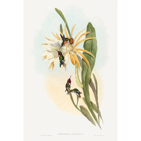 Calothorax heliodori Gold Ornate Wood Framed Art Print with Double Matting by Gould, John