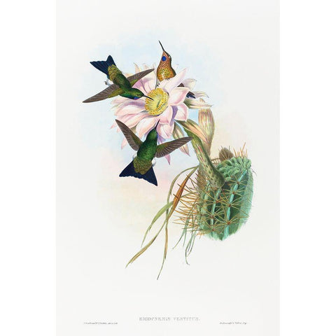 Eriocnemis vestitus-Glowing Puff-Leg White Modern Wood Framed Art Print by Gould, John