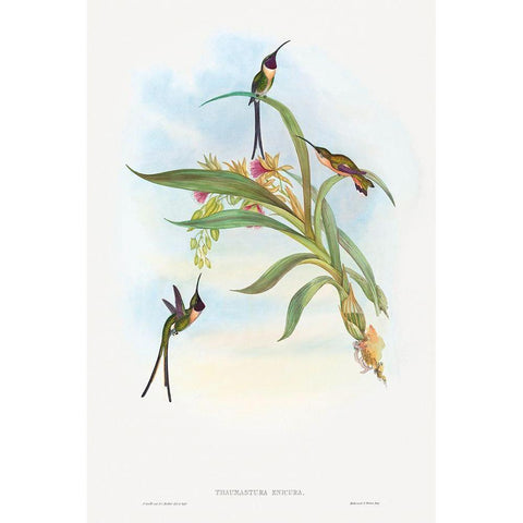 Tharmastura enicura-Slender Shear-Tail White Modern Wood Framed Art Print by Gould, John