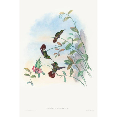 Lophornis chalybeus-Festive Coquette White Modern Wood Framed Art Print by Gould, John