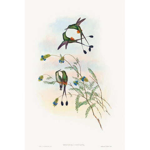 Spathura peruana-Peruvian Racket-Tail White Modern Wood Framed Art Print by Gould, John