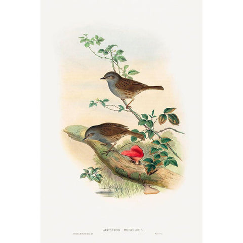 Accentor modularis-Dunnock Gold Ornate Wood Framed Art Print with Double Matting by Gould, John