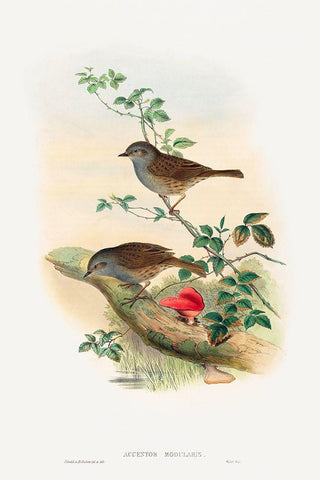 Accentor modularis-Dunnock Black Ornate Wood Framed Art Print with Double Matting by Gould, John