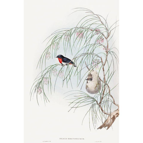 Dicaeum Hirundinaceum-Swallow Diaeumby Gold Ornate Wood Framed Art Print with Double Matting by Gould, John