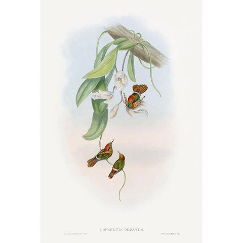 The family of hummingbirdsÂ  Gold Ornate Wood Framed Art Print with Double Matting by Gould, John