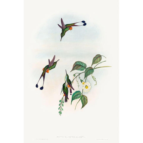 Spathura rufocaligata-Red-booted Racket-Tail Gold Ornate Wood Framed Art Print with Double Matting by Gould, John