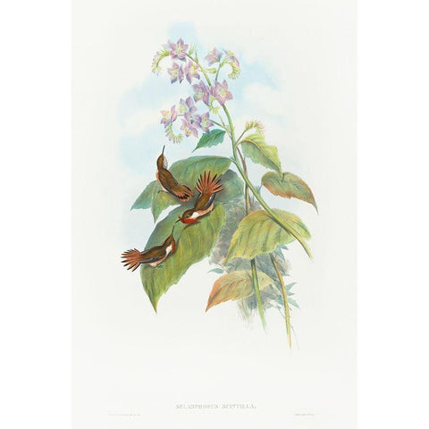 Selashorus scintilla-Scintillant Hummingbird Gold Ornate Wood Framed Art Print with Double Matting by Gould, John