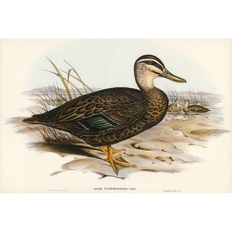 Australian Wild Duck-Anus superciliosa White Modern Wood Framed Art Print by Gould, John