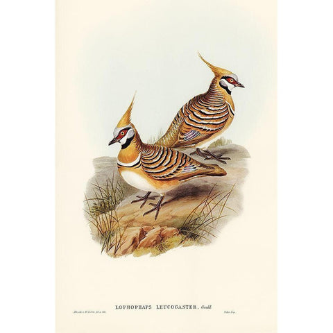 White-bellied Bronzewing-Lophophaps leucogaster White Modern Wood Framed Art Print by Gould, John