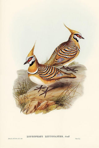 White-bellied Bronzewing-Lophophaps leucogaster White Modern Wood Framed Art Print with Double Matting by Gould, John