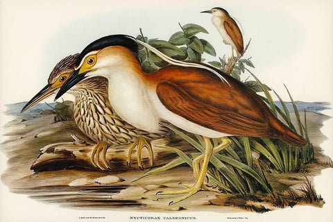 Nankeen Night Heron-Nycticorax Caledonicus Black Ornate Wood Framed Art Print with Double Matting by Gould, John