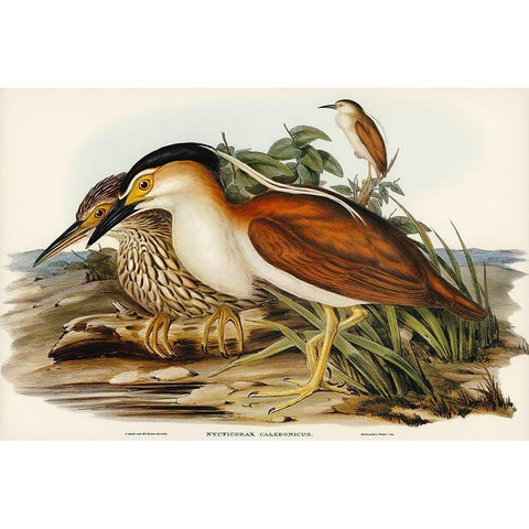 Nankeen Night Heron-Nycticorax Caledonicus White Modern Wood Framed Art Print by Gould, John