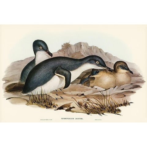 Little Penguin-Spheniscus minor White Modern Wood Framed Art Print by Gould, John