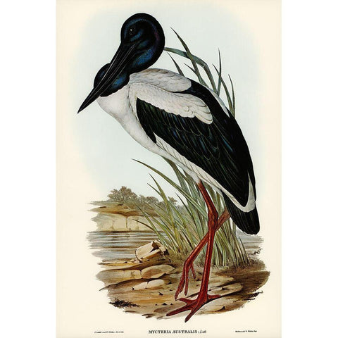 Australian Mycteria-Mycteria Australis White Modern Wood Framed Art Print by Gould, John