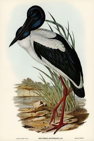 Australian Mycteria-Mycteria Australis Black Ornate Wood Framed Art Print with Double Matting by Gould, John