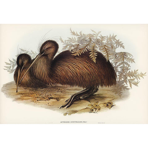 Kiwi-Apteryx Australis Black Modern Wood Framed Art Print with Double Matting by Gould, John