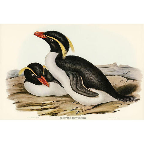 Crested Penguin-Eudyptes chrysocome Gold Ornate Wood Framed Art Print with Double Matting by Gould, John