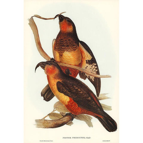 Philip Island Parrot-Nestor productus Black Modern Wood Framed Art Print with Double Matting by Gould, John