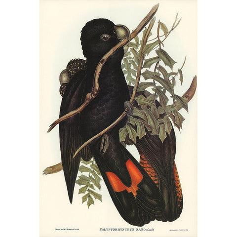 Western Black Cockatoo-Calyptorhynchus naso White Modern Wood Framed Art Print by Gould, John