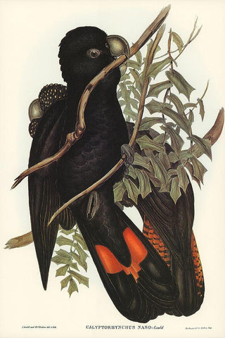 Western Black Cockatoo-Calyptorhynchus naso White Modern Wood Framed Art Print with Double Matting by Gould, John