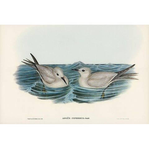 Grey Noddy-Anous cinereus White Modern Wood Framed Art Print by Gould, John