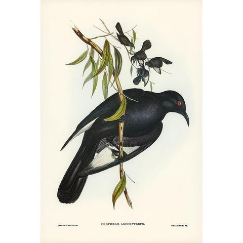 White-winged Chough-Corcorax leucopterus Black Modern Wood Framed Art Print with Double Matting by Gould, John