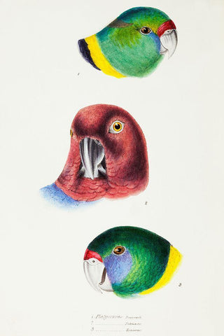 Mallee Ringneck-Maroon Shining Parrot and Australian ringneck White Modern Wood Framed Art Print with Double Matting by Gould, John