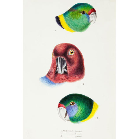Mallee Ringneck-Maroon Shining Parrot and Australian ringneck Gold Ornate Wood Framed Art Print with Double Matting by Gould, John