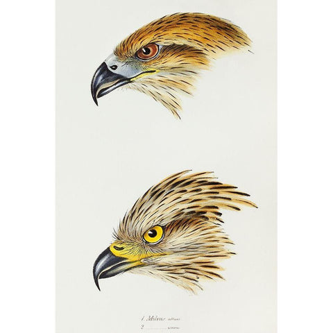 Black Kite-Milvus affinis and Square-tailed Kite-Milvus Isurus White Modern Wood Framed Art Print by Gould, John