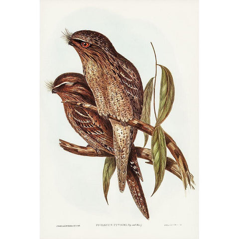 Tawny Frogmouth-Podargus Cuvieri Black Modern Wood Framed Art Print with Double Matting by Gould, John