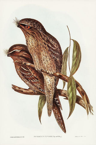 Tawny Frogmouth-Podargus Cuvieri Black Ornate Wood Framed Art Print with Double Matting by Gould, John