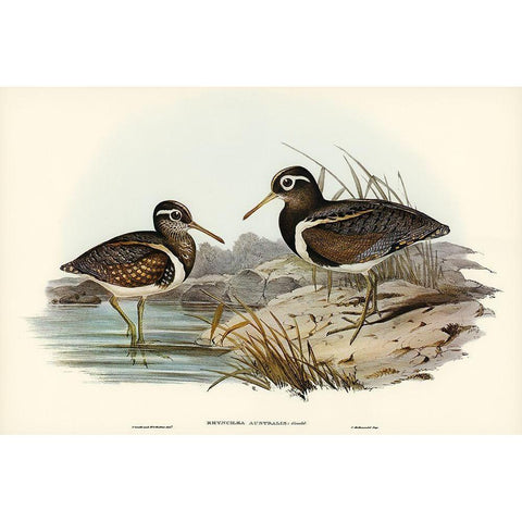 Australian Rhynchaea-Rhynchaea Australis Gold Ornate Wood Framed Art Print with Double Matting by Gould, John