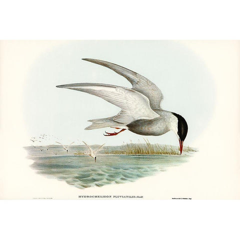 Marsh Tern-Hydrochelidon fluviatilis Gold Ornate Wood Framed Art Print with Double Matting by Gould, John