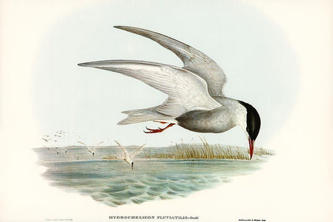 Marsh Tern-Hydrochelidon fluviatilis Black Ornate Wood Framed Art Print with Double Matting by Gould, John